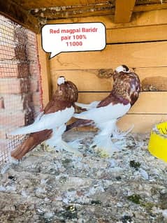 All Brids Healthy Active Breeder pair 0