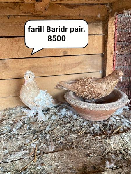 All Brids Healthy Active Breeder pair 2