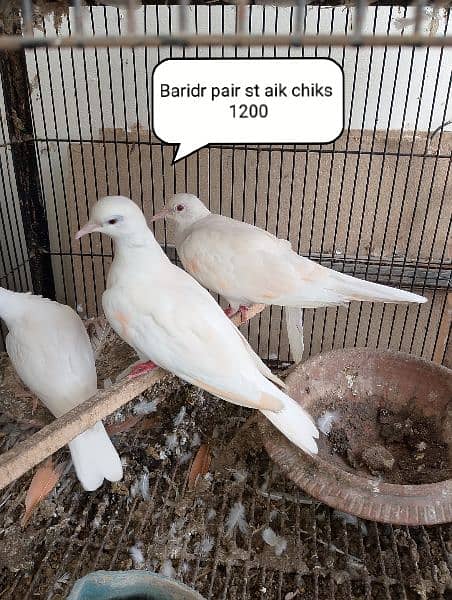 All Brids Healthy Active Breeder pair 3