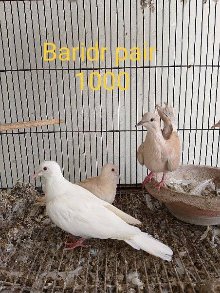 All Brids Healthy Active Breeder pair 4