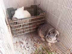 fancy rabbit Holland loop and English angora