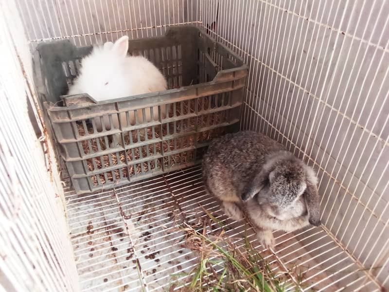 fancy rabbit Holland loop and English angora 0