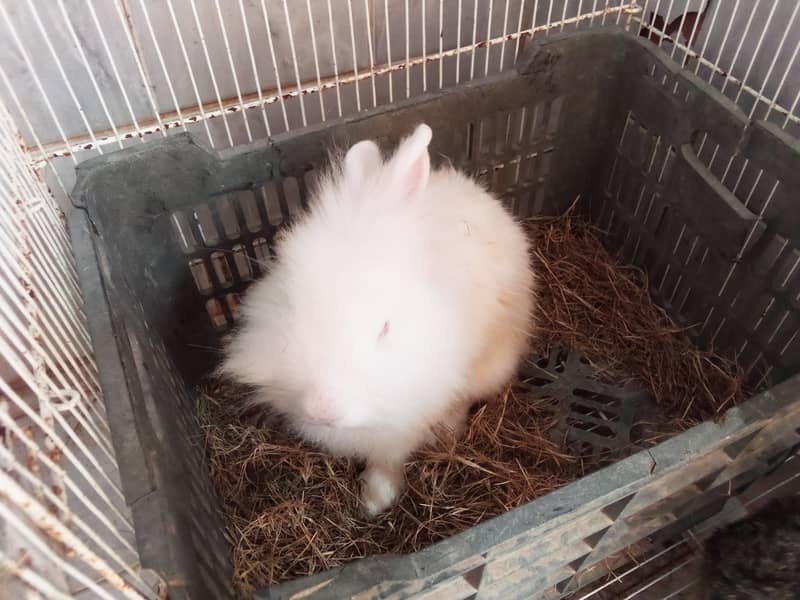 fancy rabbit Holland loop and English angora 3