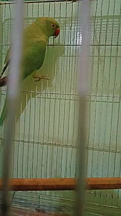 Ring Neck Parrot