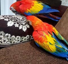 Macaws parrots chick's Available for sale