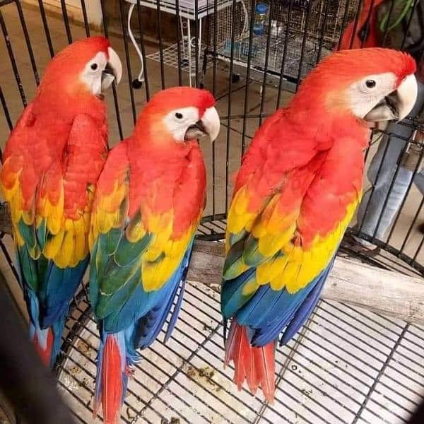 Macaws parrots chick's Available for sale 2