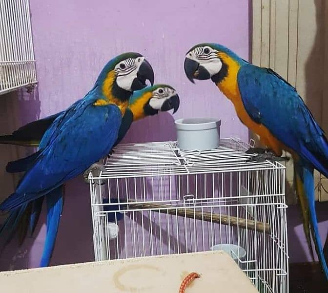 Macaws parrots chick's Available for sale 4