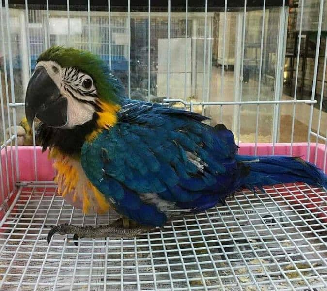 Macaws parrots chick's Available for sale 5