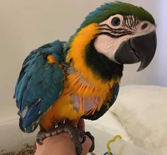 Macaws parrots chick's Available for sale 6