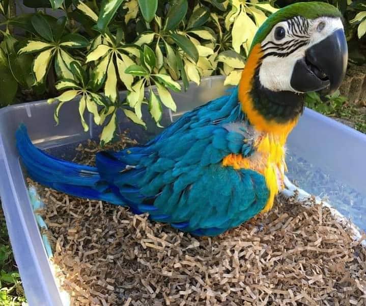 Macaws parrots chick's Available for sale 7