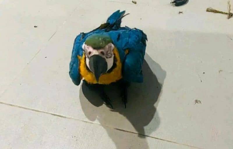 Macaws parrots chick's Available for sale 9