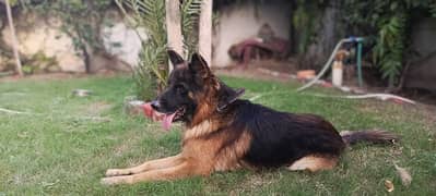 Long coat Male German Shepherd