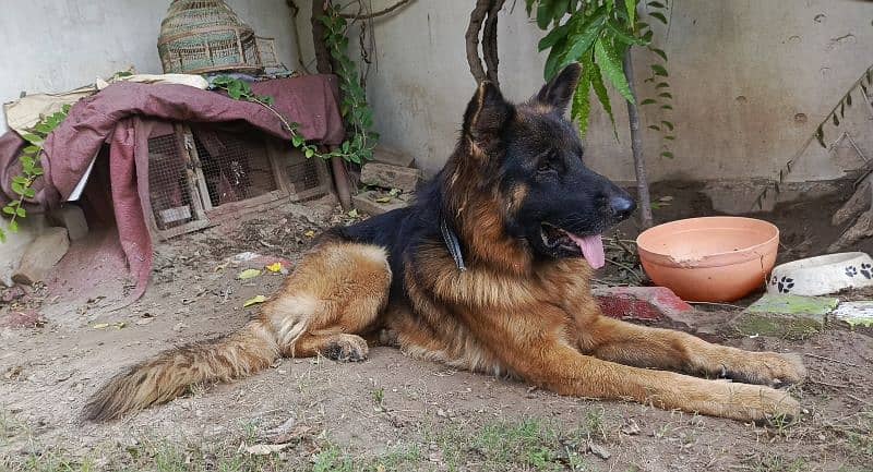 Long coat Male German Shepherd 1