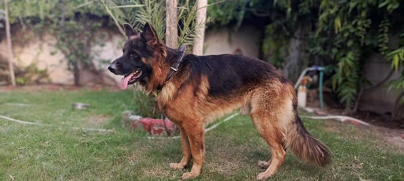 Long coat Male German Shepherd 2