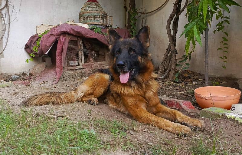 Long coat Male German Shepherd 3