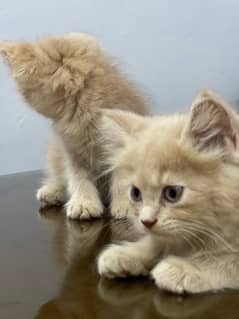 Persian kitten. Triple coated. Punch face