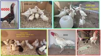 Heera chicks, pathay pathian, murgay murgian, aseel mianwali Lakha 0