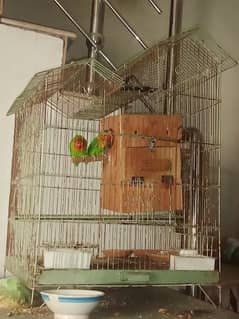 breeder pair of fisher love bird with cage