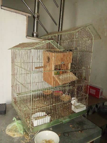 breeder pair of fisher love bird with cage 1