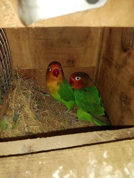 breeder pair of fisher love bird with cage 2