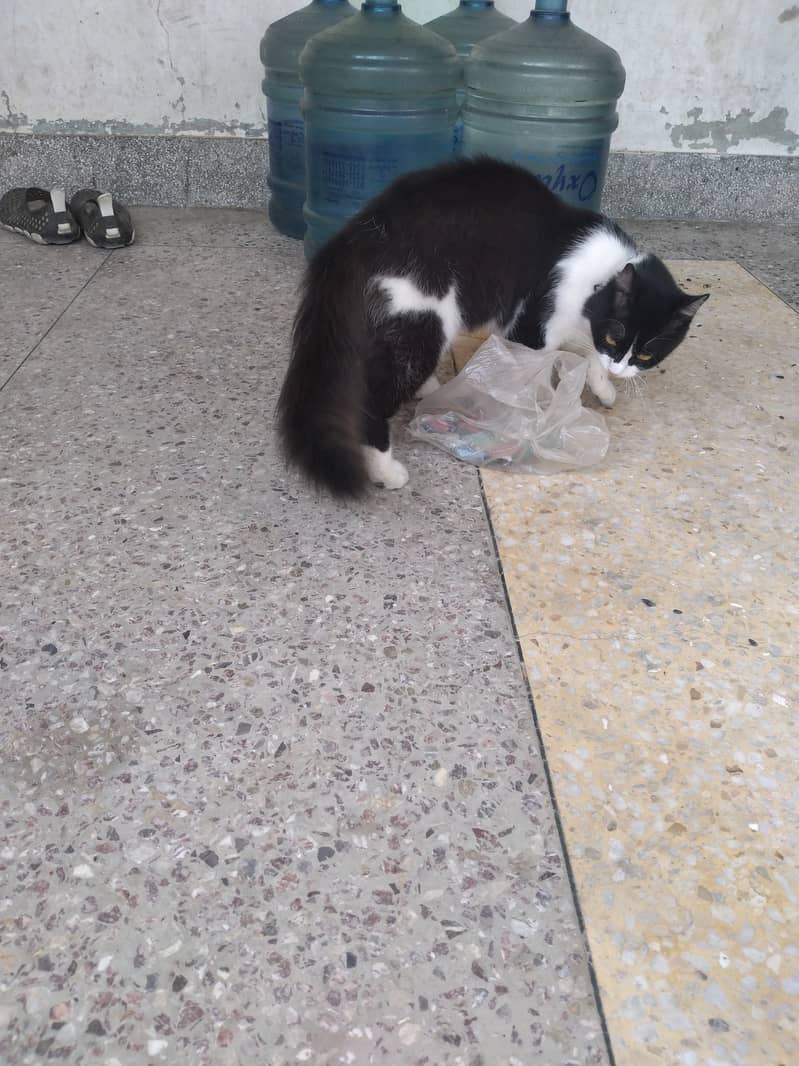 Oreo family cat its male 1year 4 months old for sale . . 3