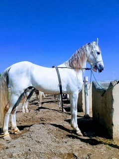 Horse Sawah 60" 6 years age