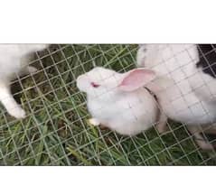 1 male and 2 female Rabbits with 4 baby Rabbits for Sale