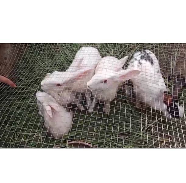 1 male and 2 female Rabbits with 4 baby Rabbits for Sale 1