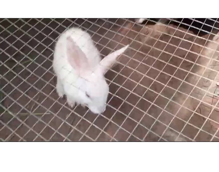 1 male and 2 female Rabbits with 4 baby Rabbits for Sale 2