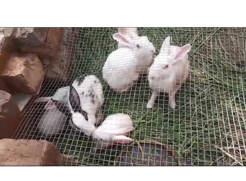 1 male and 2 female Rabbits with 4 baby Rabbits for Sale 3