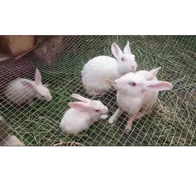 1 male and 2 female Rabbits with 4 baby Rabbits for Sale 4