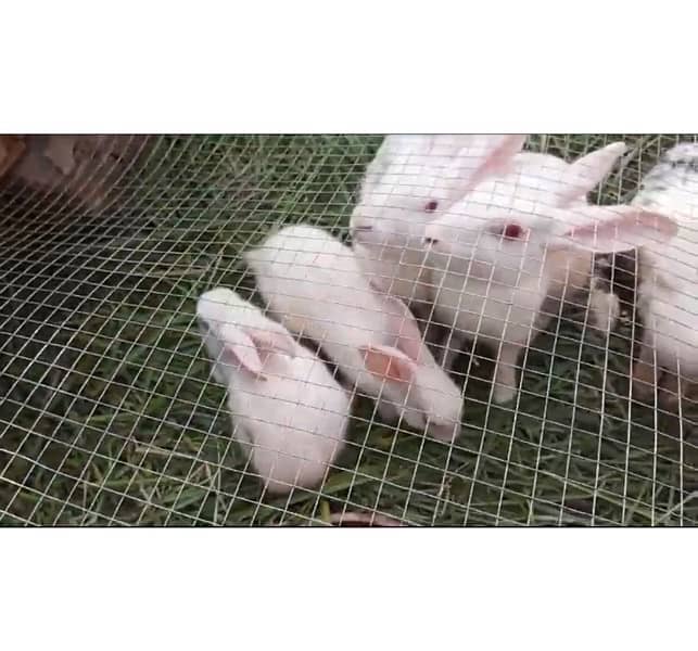 1 male and 2 female Rabbits with 4 baby Rabbits for Sale 5