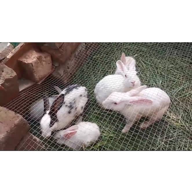 1 male and 2 female Rabbits with 4 baby Rabbits for Sale 6