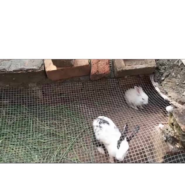 1 male and 2 female Rabbits with 4 baby Rabbits for Sale 7