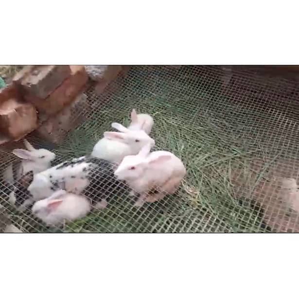 1 male and 2 female Rabbits with 4 baby Rabbits for Sale 9