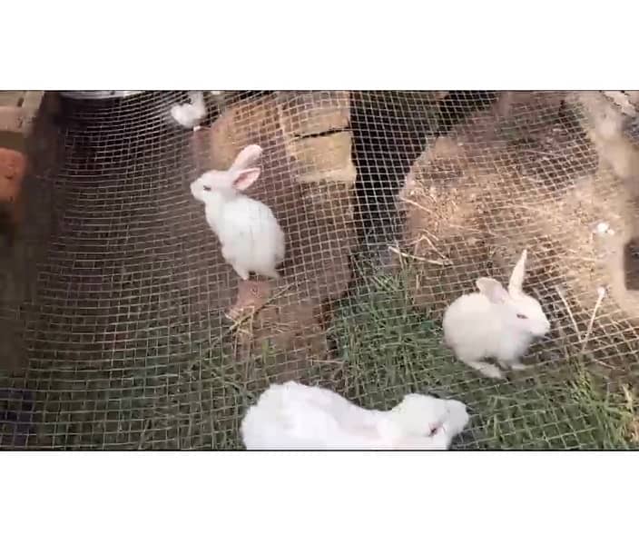 1 male and 2 female Rabbits with 4 baby Rabbits for Sale 10