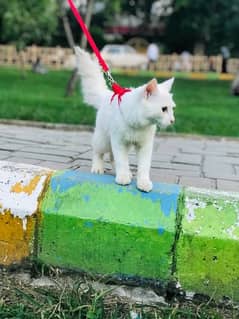 persian Double coat Cat Full White