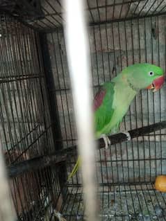 raw parrot peur kashmiri male for sell available