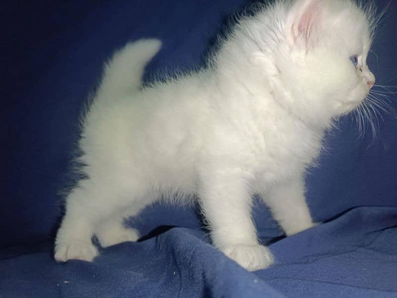 Persian kittens/cats 4