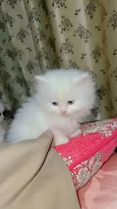 Beautiful Male Kitten For Sale