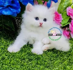 High Quality Blue eyes triple furr ball punch face Persian kitten