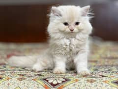 Peki / Piki / Peke / Cat / Kitten / Tripple / Persian / Double