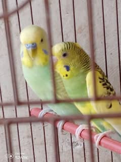 budgie/bujrie/Australian/