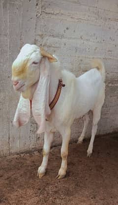 Gulabi breeder For sale 0