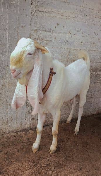 Gulabi breeder For sale 0