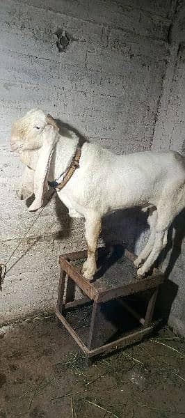 Gulabi breeder For sale 1