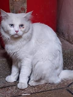 Persian cat male 2year