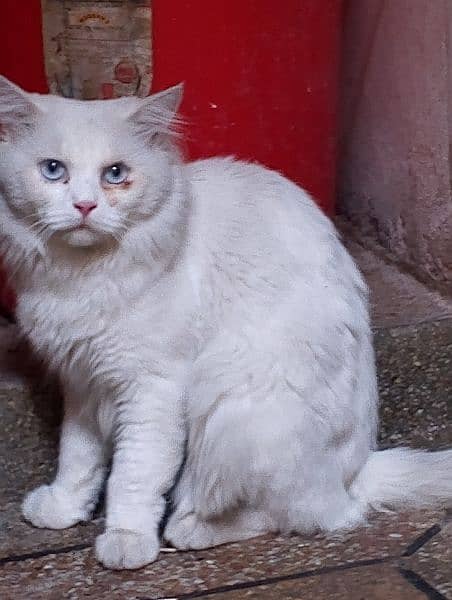 Persian cat male 2year 3