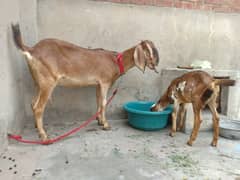 desi doodh wali bakri with baby female 0