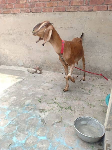 desi doodh wali bakri with baby female 2